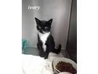 Adopt ivory a Domestic Short Hair