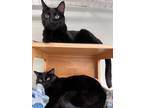 Adopt Beau & Regina a Domestic Short Hair