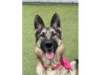 Adopt Gwendolyn a German Shepherd Dog, Mixed Breed