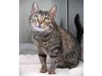 Adopt Doris (at Petsmart) a Domestic Short Hair