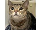 Adopt JESSIE a Domestic Short Hair