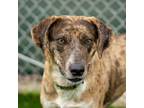 Adopt Medusa a Coonhound, Mixed Breed