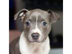 Adopt Bluey a Pit Bull Terrier