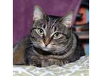 Adopt Punk a Domestic Short Hair