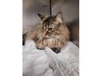 Adopt Maine a Maine Coon