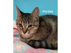 Adopt Farina a Domestic Short Hair