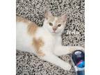 Adopt Teela a Domestic Short Hair