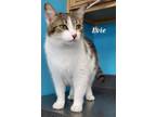 Adopt Evie a Domestic Short Hair