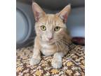 Adopt Chloe Girl a Domestic Short Hair