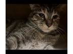 Adopt Princess Vespa a Domestic Short Hair