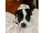 Adopt Remi (girl) a Rat Terrier, Mixed Breed