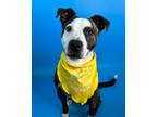 Adopt Vera a Terrier, Mixed Breed