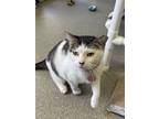 Adopt Bella a Domestic Short Hair