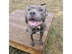 Adopt Annalise a Pit Bull Terrier