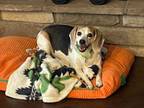 Adopt Ellie Kay a Beagle