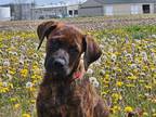 Adopt Cordelia a Rottweiler, Boxer