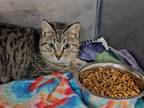 Adopt Rona (barn) a Domestic Short Hair