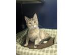 Adopt Rosie a Domestic Short Hair