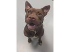 Adopt Emma a Pit Bull Terrier