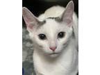 Adopt Joy a Domestic Short Hair