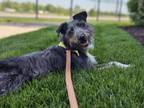 Adopt Shannon a Terrier, Mixed Breed