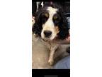 Adopt Cali a English Springer Spaniel, Mixed Breed