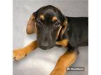 Adopt Maise a Coonhound