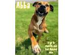 Adopt Abba a Hound