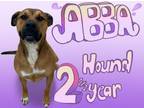Adopt Abba a Hound