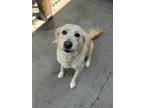 Adopt Gracie a Golden Retriever, Collie