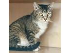 Adopt Sox a Domestic Short Hair