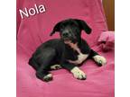 Adopt Nola a Labrador Retriever