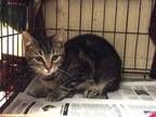 Adopt Zoey a Domestic Short Hair
