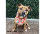 Adopt Okapi a Pit Bull Terrier