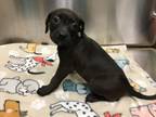 Adopt Phoenix a Labrador Retriever, Mixed Breed