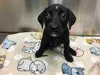 Adopt Cyclops a Labrador Retriever, Mixed Breed