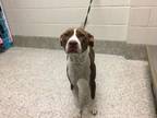 Adopt Rosemary a Pit Bull Terrier, Mixed Breed