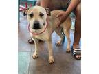 Adopt CARLA a Labrador Retriever