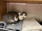 Adopt Millie a American Shorthair