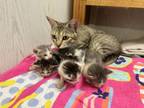 Adopt Miss Kitty a Tabby