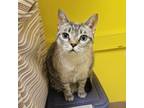 Adopt Zaria a Domestic Short Hair