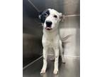 Adopt Scrapy a Rat Terrier