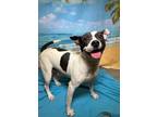 Adopt Lana a Terrier