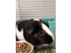 Adopt Merry a Guinea Pig