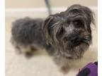 Adopt Bubbles a Yorkshire Terrier, Mixed Breed