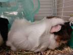 Adopt Pippin a Guinea Pig