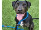 Adopt COLLINS a Pit Bull Terrier, Mixed Breed