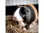 Adopt LUNA a Guinea Pig