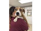 Adopt Phoebe a Boxer, Mixed Breed