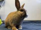 Adopt Samoa a Bunny Rabbit, American